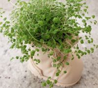 Chaussure pot de fleurs 03